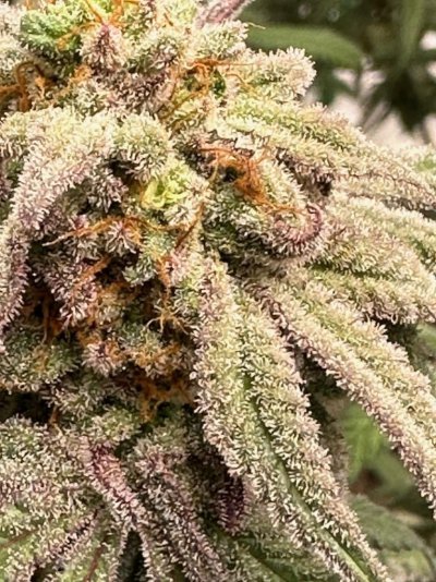 Let's See Your Frostiest Flowers