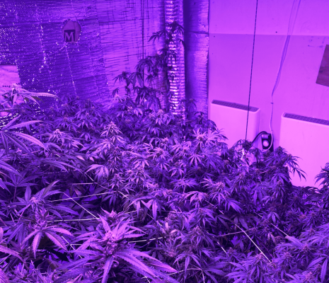 Is a hermied landrace sativa worth finishing?