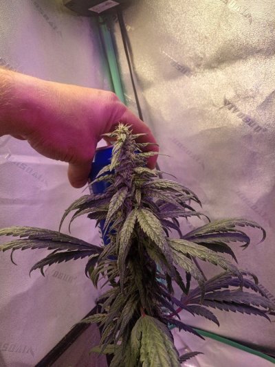 Sour d auto and willies wonder