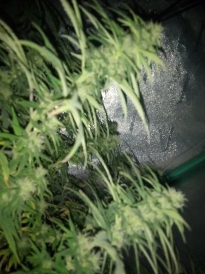 Sour d auto and willies wonder