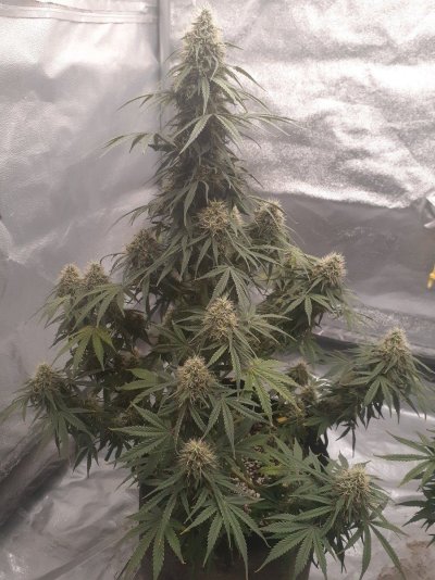 2 plants are suppose to be the same , 2 free seeds revolver autoflower