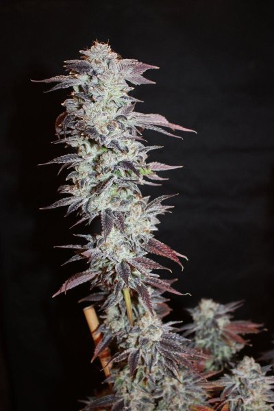 Quebec Blue 11a.JPG
