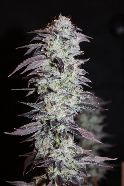 Quebec Blue 11B.JPG