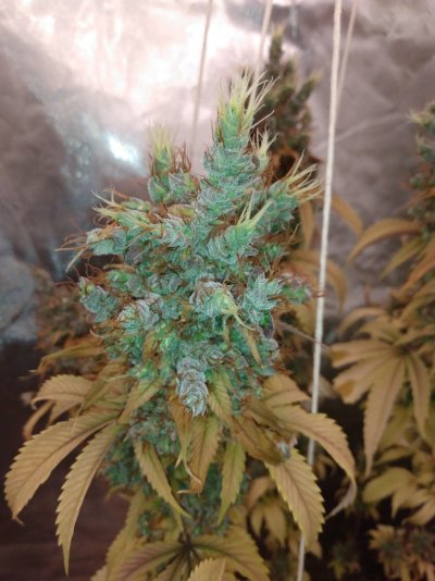 Let's See Your Frostiest Flowers