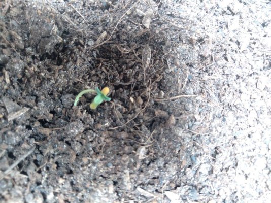seedling-havent-gotten-up-looks-dark-coloured.jpg