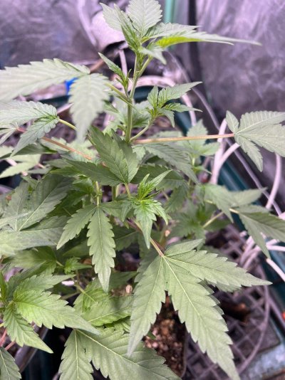 Enforcer’s good bud grow room.