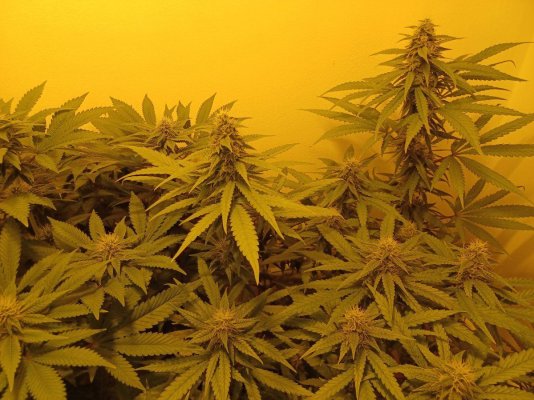 Chemistry's grow your own quality stash.