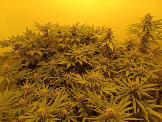 Chemistry's grow your own quality stash.