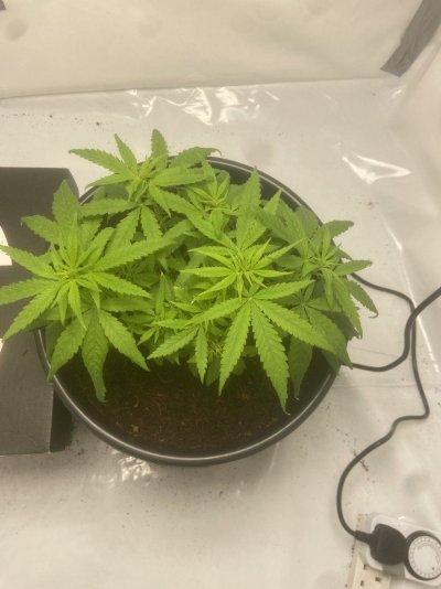 Not flowering after 4weeks of flower