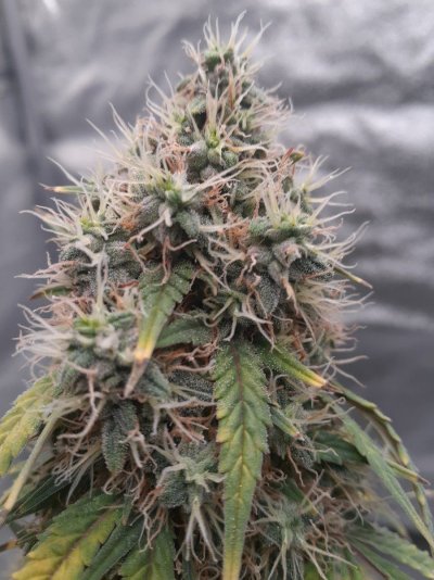 Is this revegging or beginning of foxtailing?