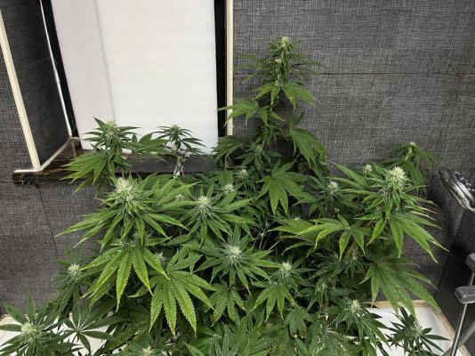 My first time growing / journal (help needed)