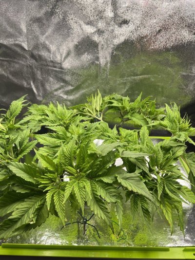 Are my roots about to fall apart?
