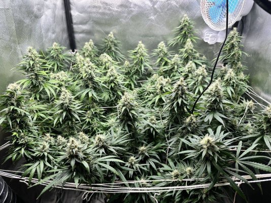 Gorilla glue day 47 into flower