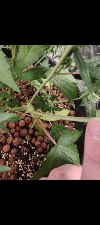 What's going on with this random plant