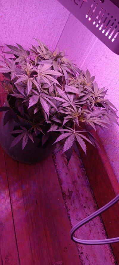 ON THE 50 YARD LINE....BAG SEED