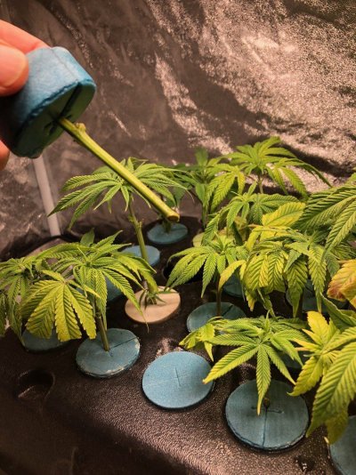 Are we there yet? Brother's Grimm/Irie grow