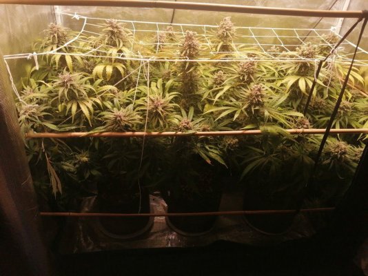 Mimosa orange punch after 9 weeks