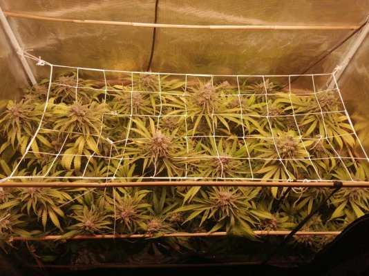 Mimosa orange punch after 9 weeks