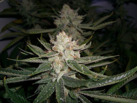MB Bud 004.1.jpg