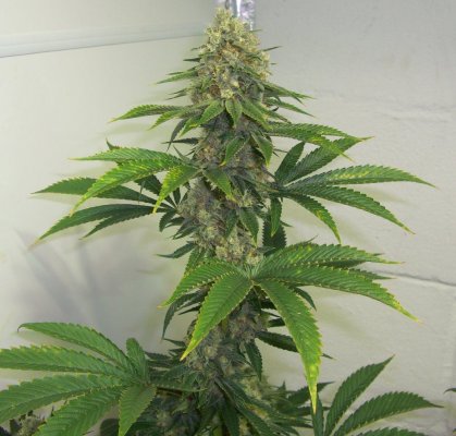 MB Bud 011.1.jpg