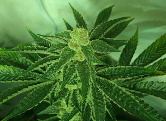mb bud 020.1.jpg
