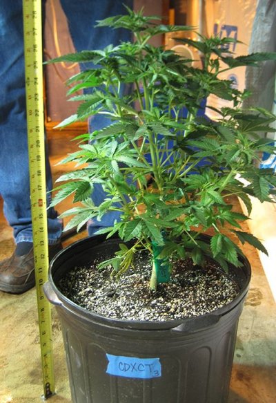 Billy Goat's Chem4 X Choc Thai