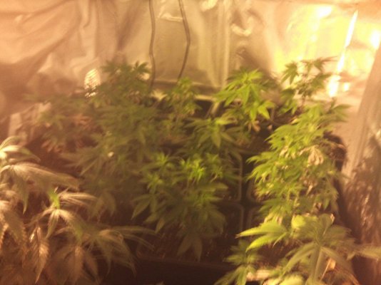 welcome-to-the-jungle-6.jpg