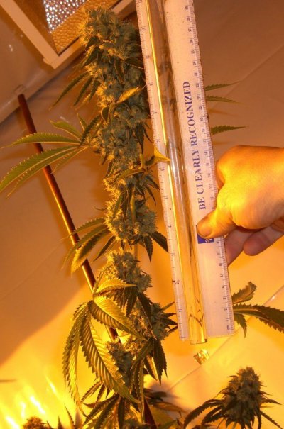 mb bud 015.1.jpg