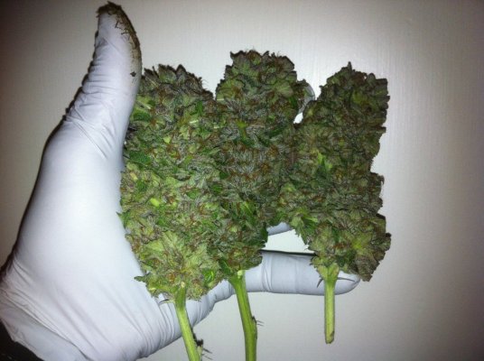 Pure Kush Nugs copy.jpg