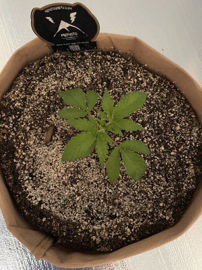 pot-in-diff-rent-pots-2.jpeg