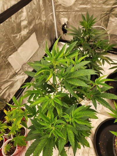 leaf-curling-and-discoloration-help-pls-5.jpg