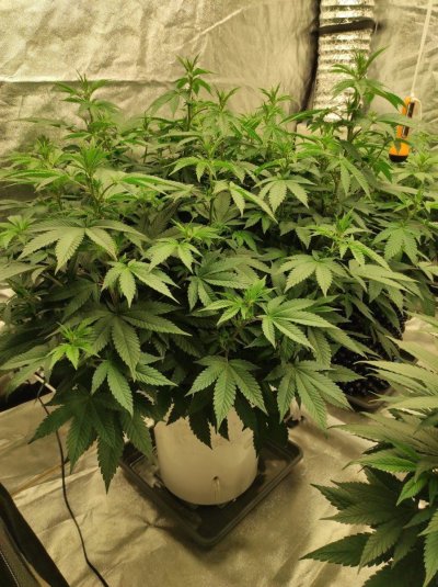 Pot in diff rent pots ?