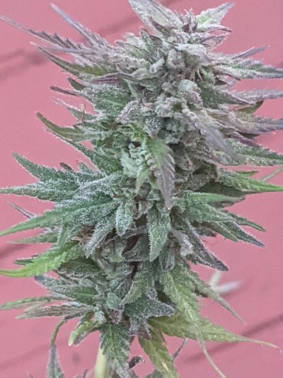 Suggestions on early flowering outdoor strains for Canada??
