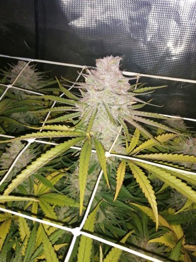 Let's See Your Frostiest Flowers