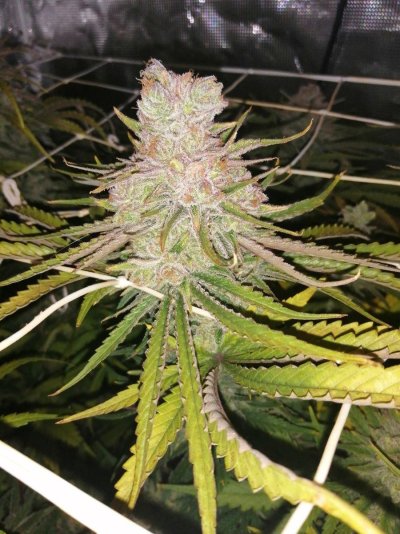 Let's See Your Frostiest Flowers