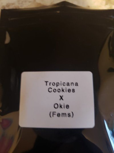 tropicana-cookies-x-okie-from-tengu-seeds-grown-with-new-viparspectra-xs1500-pro-by-dreamnfox.jpg