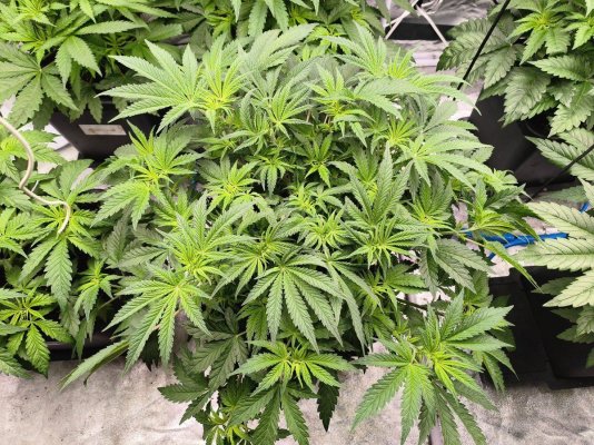 autopot-grower-pale-green-bud-sites.jpg
