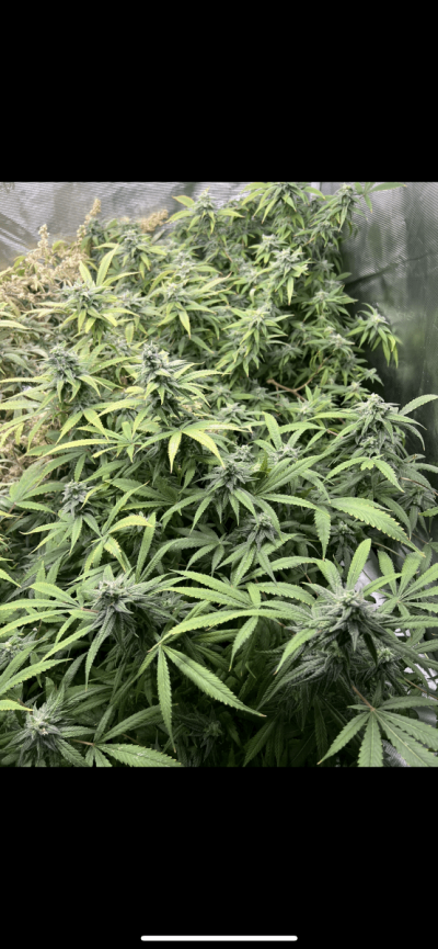 Apollo 13 F4