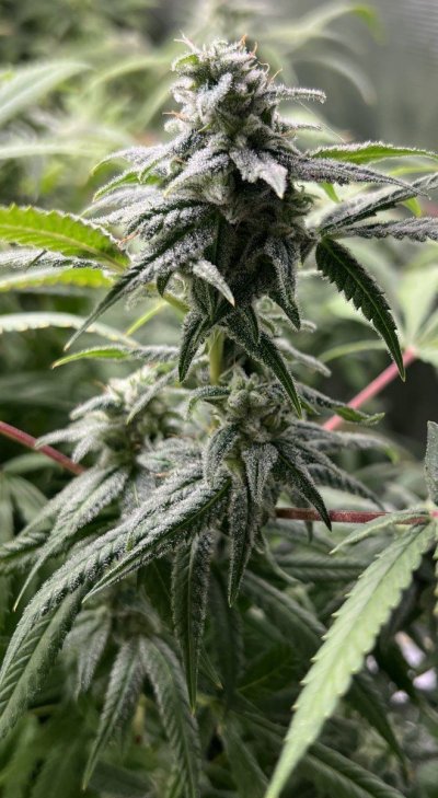 Apollo 13 F4