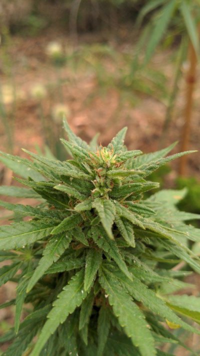 Is it harvest time yet?