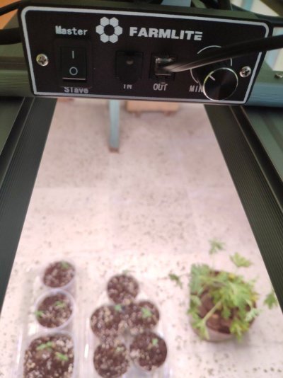 FoN:Apple fritter/trop cherry & Bloom seeds; gallows point with farmlite 240w LEDs organic medium with gaia green