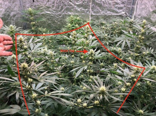 Are we there yet? Brother's Grimm/Irie grow