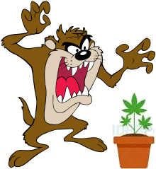 Taz-Looney_Tunes.svg2.jpg