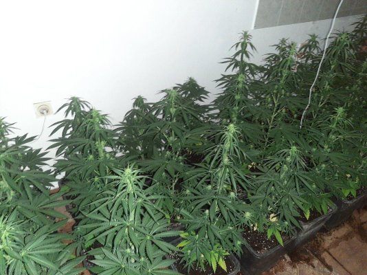 So new growing after big fail... this time i will upload all the steps :))