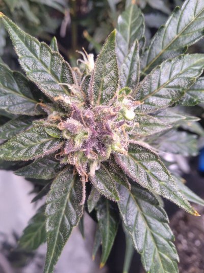 Whats up, from Missouri!