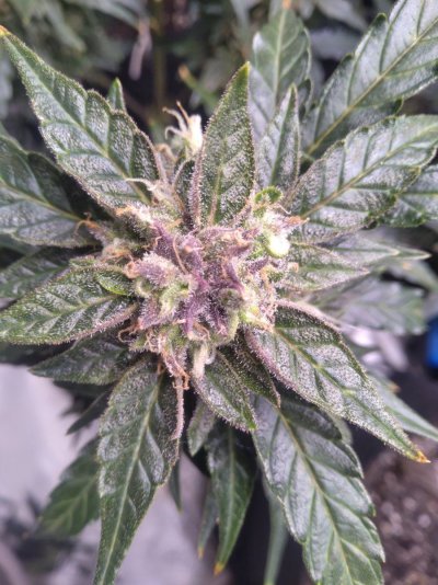 Whats up, from Missouri!