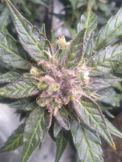 Whats up, from Missouri!
