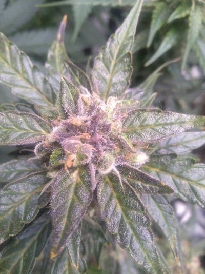 Whats up, from Missouri!