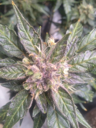 Whats up, from Missouri!