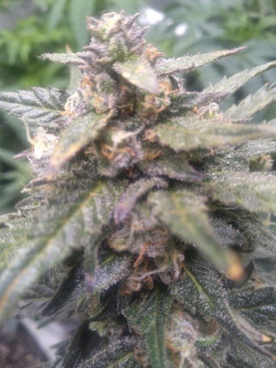 Whats up, from Missouri!